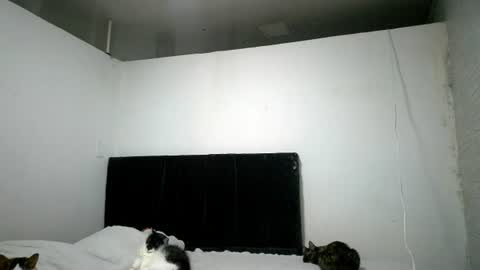 Mia-foster online show from July 30, 1:50 am
