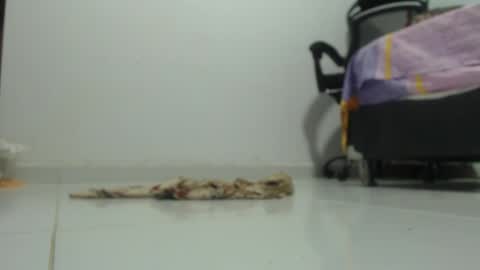 ...Ariana... online show from January 29, 6:17 pm