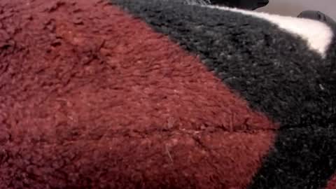 CAROLINE online show from April 23, 4:31 am