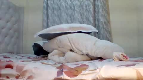 carmen online show from February 14, 4:03 am