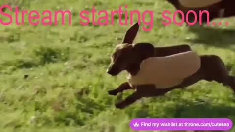 Cutetea online show from February 23, 9:33 pm