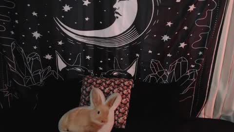 Snapshot of isabella__dark chatting on January 7, 10:41 pm    online show from January 7, 10:41 pm