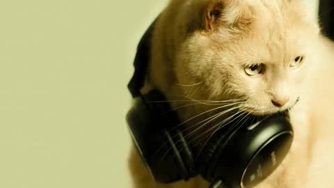 li_lit online show from March 2, 5:08 am