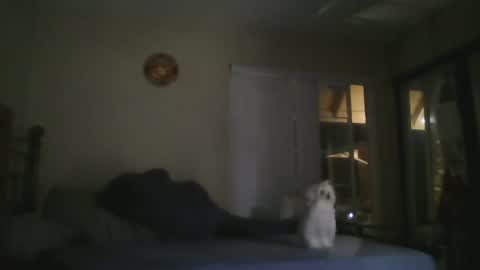 oorah1775 online show from February 23, 4:33 am