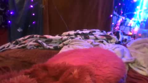 Siofra online show from December 19, 3:10 am