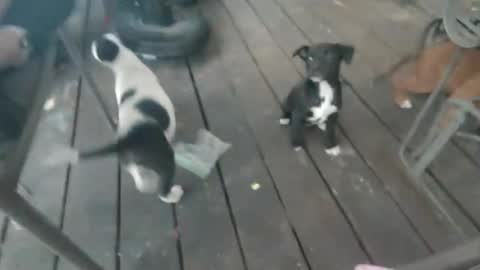 Snapshot of texaspregogrllll chatting on January 30, 2:47 pm TEXASGIRLLLL online show from January 30, 2:47 pm