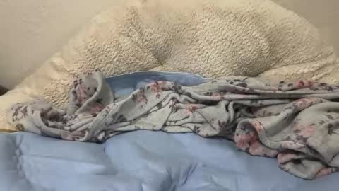 Snapshot of usedingoodcondition chatting on October 21, 2:37 am Lily online show from October 21, 2:37 am