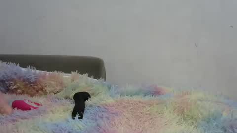 PIE online show from March 8, 4:09 am