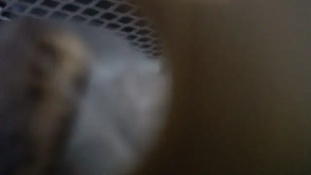 lovense test04 online show from January 19, 10:33 am