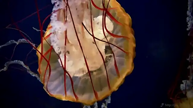 streamy test11 online show from January 14, 3:17 pm