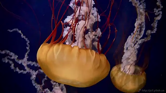 streamy test11 online show from October 23, 4:35 pm