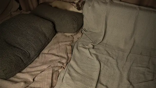 elisa moon online show from November 1, 3:27 pm