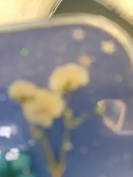 chocolate bella online show from April 10, 5:30 pm