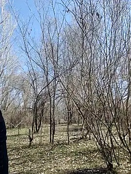 YOOUR EVAA online show from April 2, 6:11 am