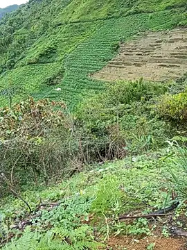 Mpchaola online show from May 24, 6:23 am