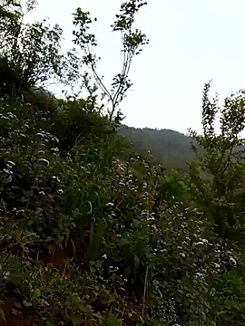 bonnie-00 online show from April 5, 10:53 pm