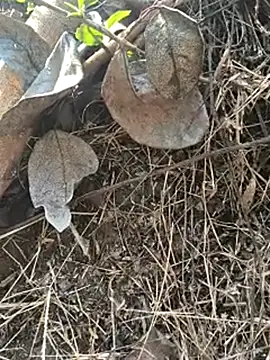 Vinita cuty online show from February 9, 4:15 am