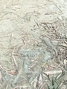 EdenJuniper online show from May 6, 5:00 am