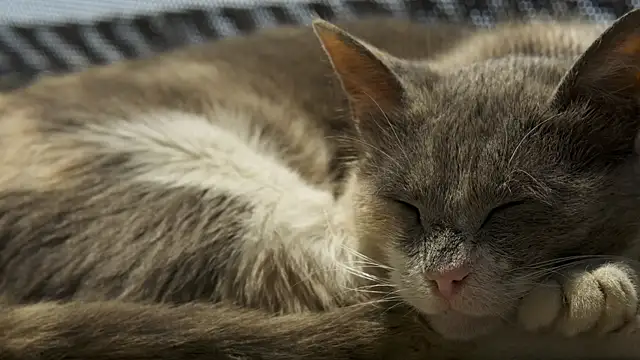 tattooed test online show from September 10, 2:17 pm