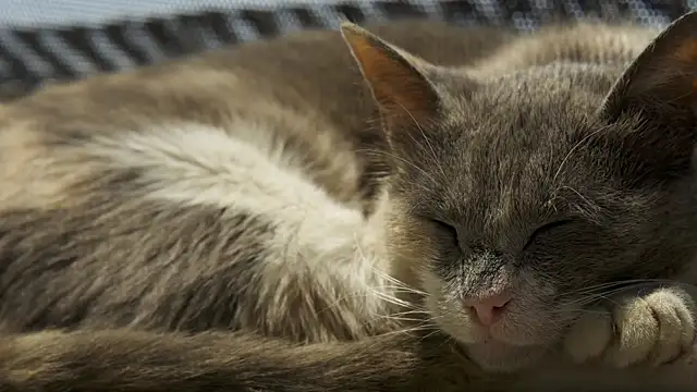 tattooed test online show from October 9, 3:49 pm